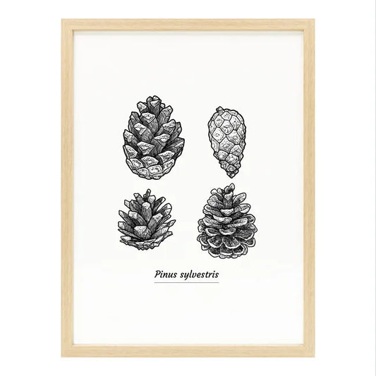 Image encadrée Pommes de pin CEANOTHE l.30 x H.40 cm